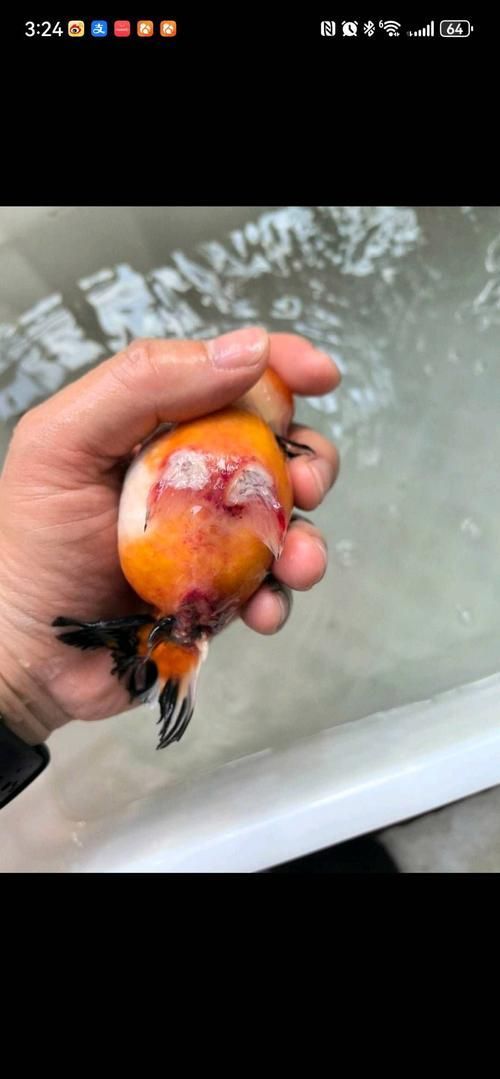如何判斷金魚潰爛是否嚴重，如何判斷金魚潰爛病嚴重程度 如何判斷金魚潰爛是否嚴重，如何判斷金魚潰爛病嚴重程度 龍魚百科 第6張