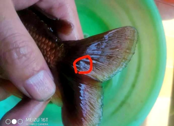 如何判斷金魚潰爛是否嚴重，如何判斷金魚潰爛病嚴重程度 如何判斷金魚潰爛是否嚴重，如何判斷金魚潰爛病嚴重程度 龍魚百科 第5張