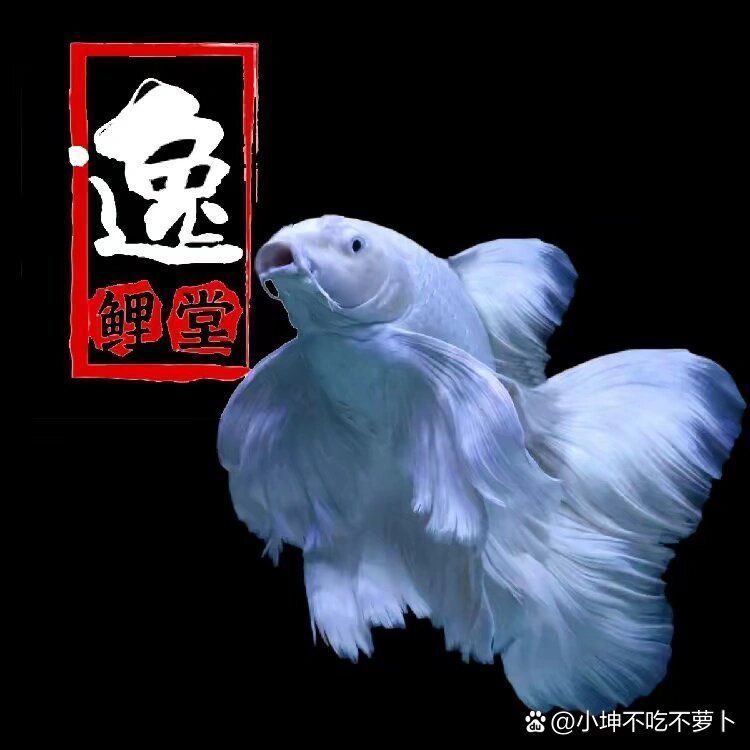 如何辨別蝴蝶鯉的品質(zhì)？，蝴蝶鯉選購(gòu)防坑秘籍 如何辨別蝴蝶鯉的品質(zhì)？，蝴蝶鯉選購(gòu)防坑秘籍 龍魚(yú)百科 第13張