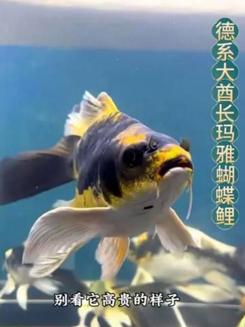 如何辨別蝴蝶鯉的品質？，蝴蝶鯉選購防坑秘籍