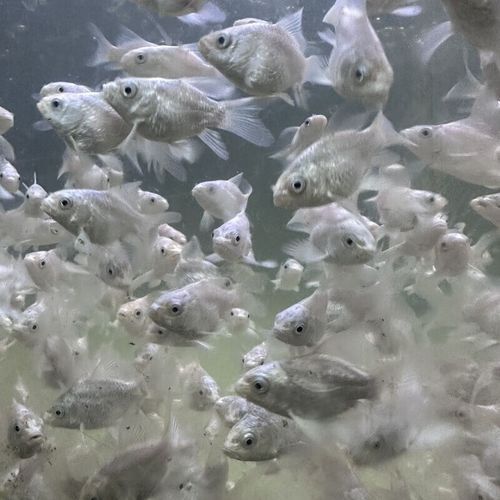 如何辨別蝴蝶鯉的品質(zhì)?,蝴蝶鯉選購(gòu)防坑秘籍 龍魚(yú)百科 第9張 如何辨別蝴蝶鯉的品質(zhì)?,蝴蝶鯉選購(gòu)防坑秘籍 如何辨別蝴蝶鯉的品質(zhì)?,蝴蝶鯉選購(gòu)防坑秘籍 龍魚(yú)百科 第9張