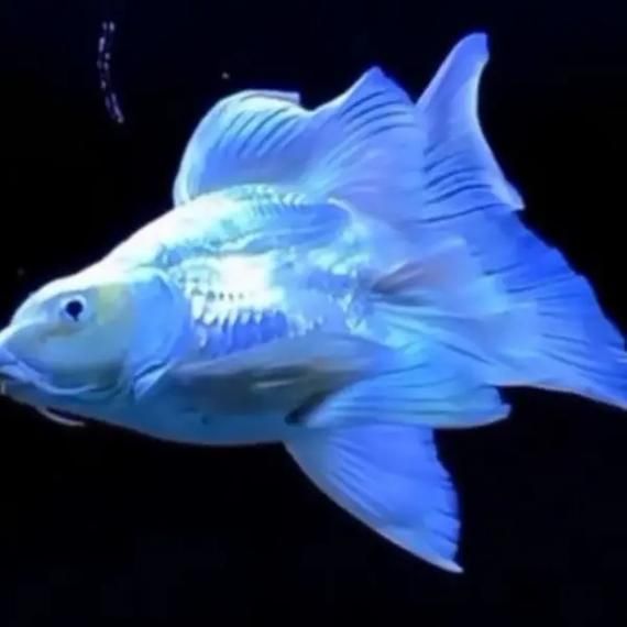 如何辨別蝴蝶鯉的品質(zhì)?,蝴蝶鯉選購(gòu)防坑秘籍 龍魚(yú)百科 第10張 如何辨別蝴蝶鯉的品質(zhì)?,蝴蝶鯉選購(gòu)防坑秘籍 如何辨別蝴蝶鯉的品質(zhì)?,蝴蝶鯉選購(gòu)防坑秘籍 龍魚(yú)百科 第10張