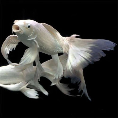 如何辨別蝴蝶鯉的品質(zhì)?,蝴蝶鯉選購(gòu)防坑秘籍 龍魚(yú)百科 第8張 如何辨別蝴蝶鯉的品質(zhì)?,蝴蝶鯉選購(gòu)防坑秘籍 如何辨別蝴蝶鯉的品質(zhì)?,蝴蝶鯉選購(gòu)防坑秘籍 龍魚(yú)百科 第8張