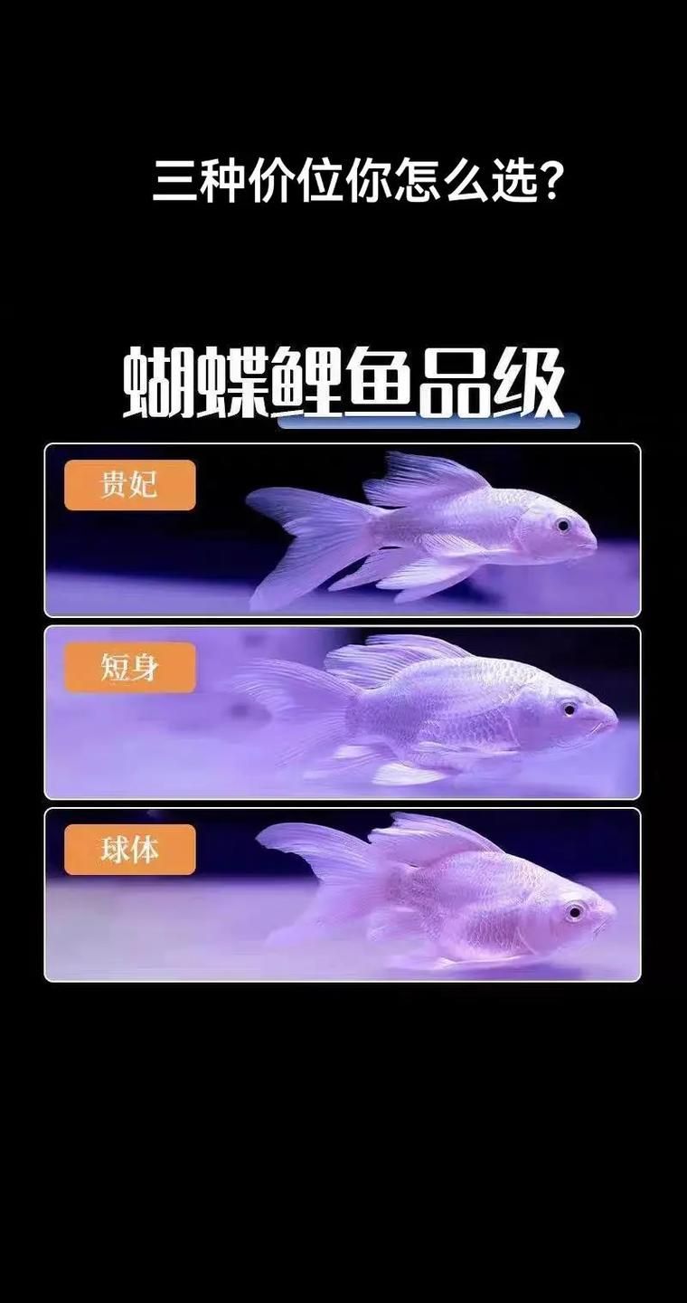 如何辨別蝴蝶鯉的品質(zhì)?,蝴蝶鯉選購(gòu)防坑秘籍 龍魚(yú)百科 第4張 如何辨別蝴蝶鯉的品質(zhì)?,蝴蝶鯉選購(gòu)防坑秘籍 如何辨別蝴蝶鯉的品質(zhì)?,蝴蝶鯉選購(gòu)防坑秘籍 龍魚(yú)百科 第4張