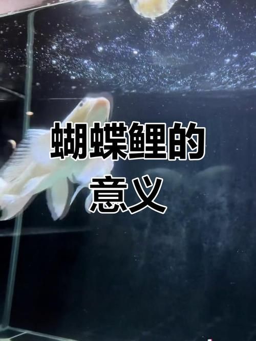 如何辨別蝴蝶鯉的品質(zhì)?,蝴蝶鯉選購(gòu)防坑秘籍 龍魚(yú)百科 第2張 如何辨別蝴蝶鯉的品質(zhì)?,蝴蝶鯉選購(gòu)防坑秘籍 如何辨別蝴蝶鯉的品質(zhì)?,蝴蝶鯉選購(gòu)防坑秘籍 龍魚(yú)百科 第2張