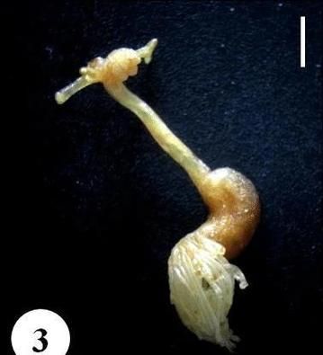 如何區分不同種類的魚虱，中戶要求1000字詳解如何區分不同種類的魚虱 如何區分不同種類的魚虱，中戶要求1000字詳解如何區分不同種類的魚虱 龍魚百科 第11張