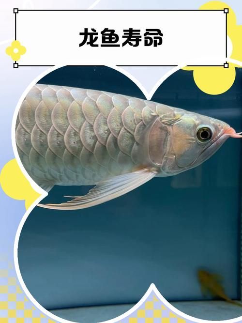 如何判斷龍魚是否直立，如何判斷觀賞魚是否直立 如何判斷龍魚是否直立，如何判斷觀賞魚是否直立 龍魚百科 第4張