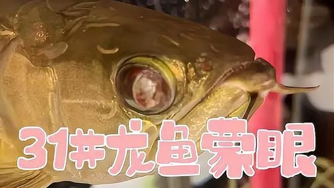 龍魚(yú)蒙眼病期間需要停食嗎，龍魚(yú)蒙眼怎么辦？