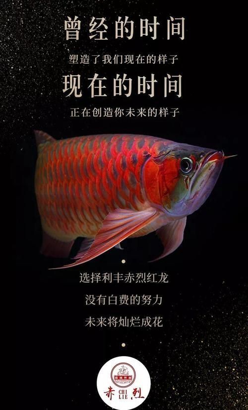 有哪些品牌提供龍魚壁紙，龍魚壁紙品牌介紹 有哪些品牌提供龍魚壁紙，龍魚壁紙品牌介紹 龍魚百科 第16張