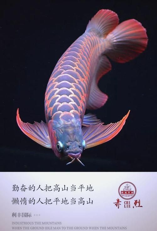 有哪些品牌提供龍魚壁紙，龍魚壁紙品牌介紹 有哪些品牌提供龍魚壁紙，龍魚壁紙品牌介紹 龍魚百科 第6張