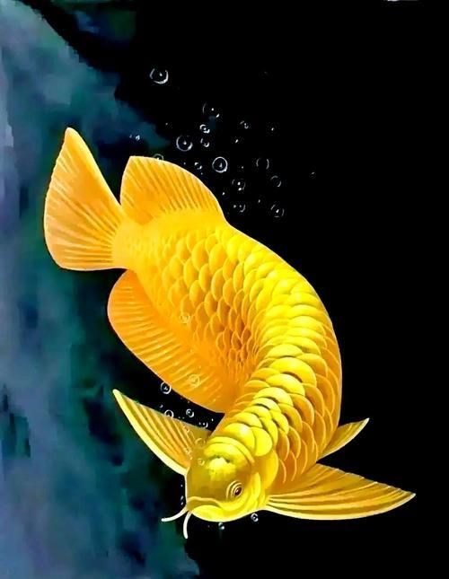 有哪些品牌提供龍魚壁紙，龍魚壁紙品牌介紹 有哪些品牌提供龍魚壁紙，龍魚壁紙品牌介紹 龍魚百科 第8張