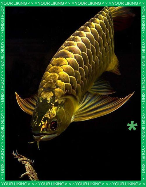 有哪些品牌提供龍魚壁紙，龍魚壁紙品牌介紹 有哪些品牌提供龍魚壁紙，龍魚壁紙品牌介紹 龍魚百科 第24張