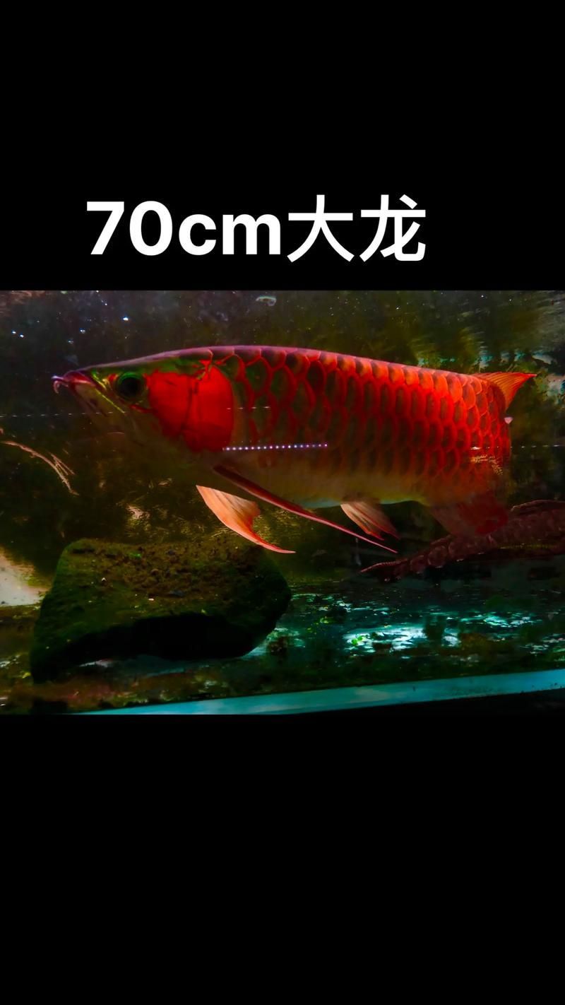 1000萬紅龍魚圖片有哪些，探索1000萬紅龍魚的圖片 1000萬紅龍魚圖片有哪些，探索1000萬紅龍魚的圖片 龍魚百科 第6張