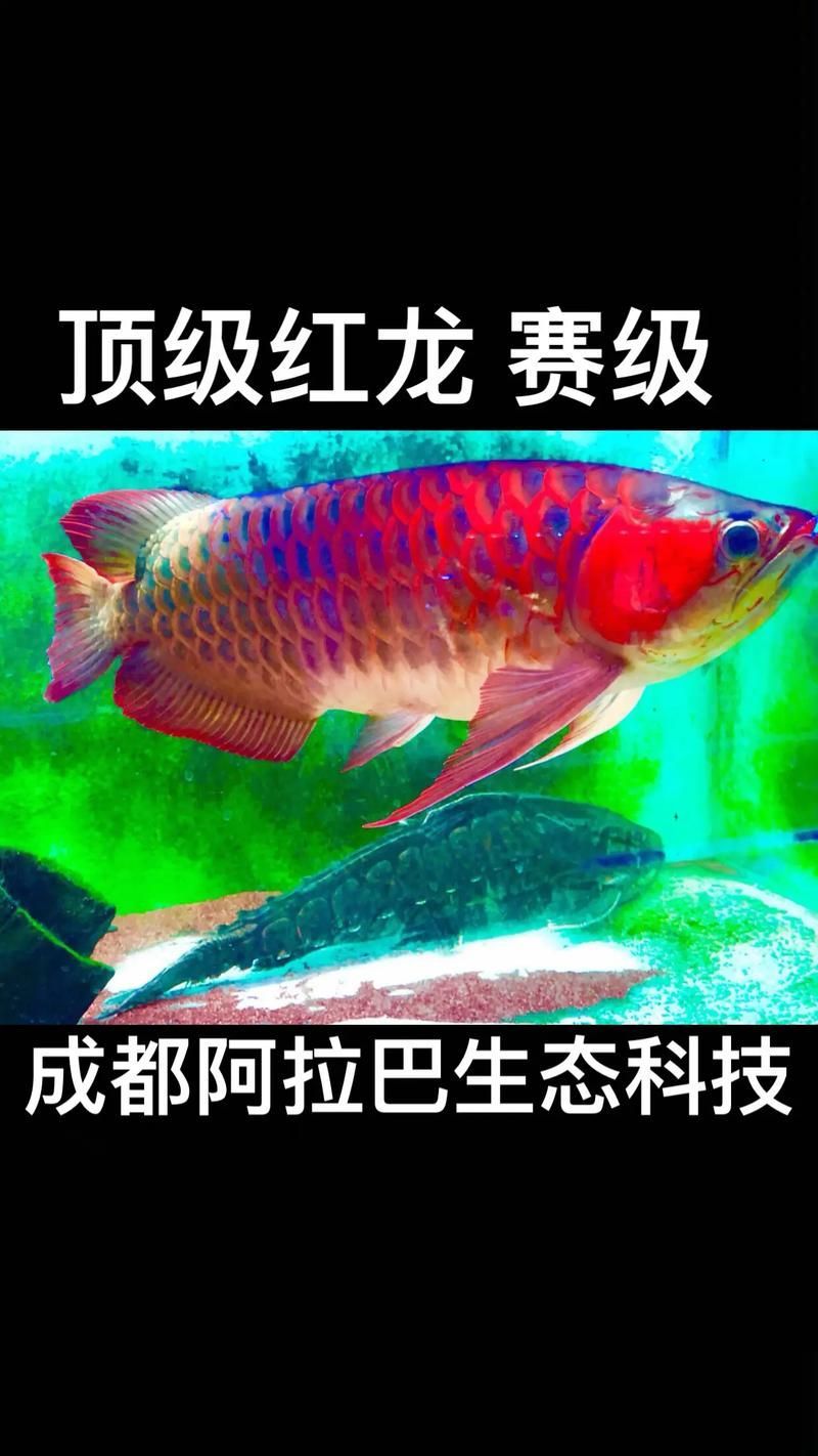 1000萬紅龍魚圖片有哪些，探索1000萬紅龍魚的圖片 1000萬紅龍魚圖片有哪些，探索1000萬紅龍魚的圖片 龍魚百科 第3張