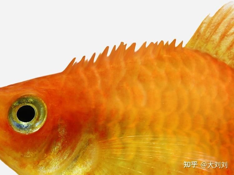 有哪些方法可以預防炸鱗病復發(fā) 有哪些方法可以預防炸鱗病復發(fā) 龍魚百科 第3張