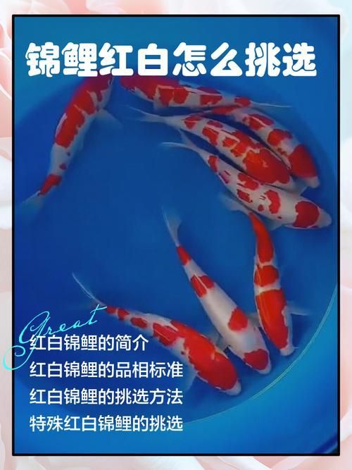 如何判斷觀賞魚(yú)的品相，判斷觀賞魚(yú)的品相是評(píng)價(jià)其外觀和健康狀況的重要標(biāo)準(zhǔn) 如何判斷觀賞魚(yú)的品相，判斷觀賞魚(yú)的品相是評(píng)價(jià)其外觀和健康狀況的重要標(biāo)準(zhǔn) 龍魚(yú)百科 第3張