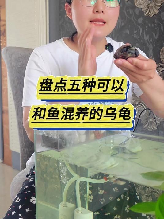 有哪些烏龜和魚適合混養(yǎng)，烏龜和魚的混養(yǎng)在水族箱中是一種流行的配置 有哪些烏龜和魚適合混養(yǎng)，烏龜和魚的混養(yǎng)在水族箱中是一種流行的配置 龍魚百科 第3張