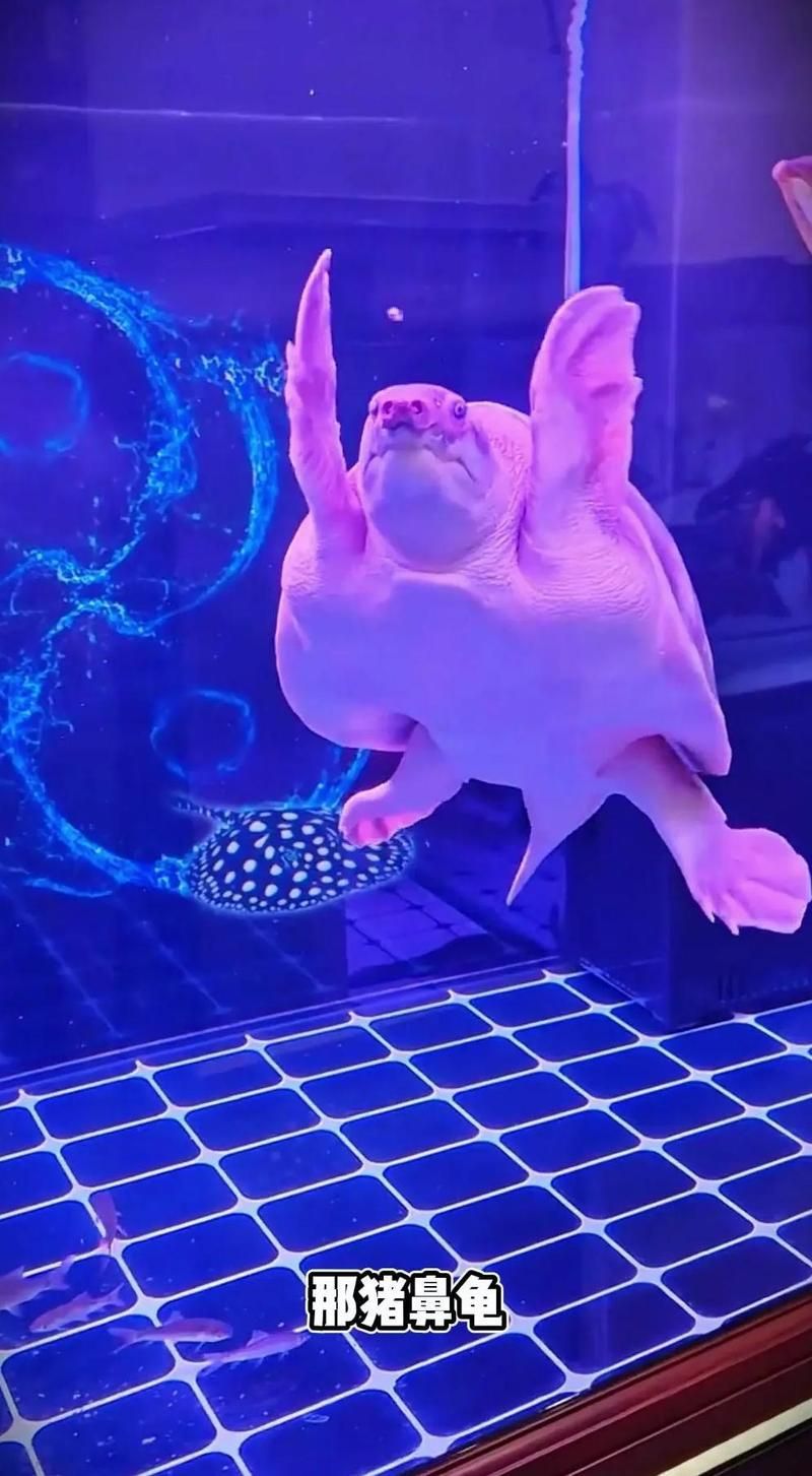 有哪些烏龜和魚適合混養(yǎng)，烏龜和魚的混養(yǎng)在水族箱中是一種流行的配置 有哪些烏龜和魚適合混養(yǎng)，烏龜和魚的混養(yǎng)在水族箱中是一種流行的配置 龍魚百科 第2張