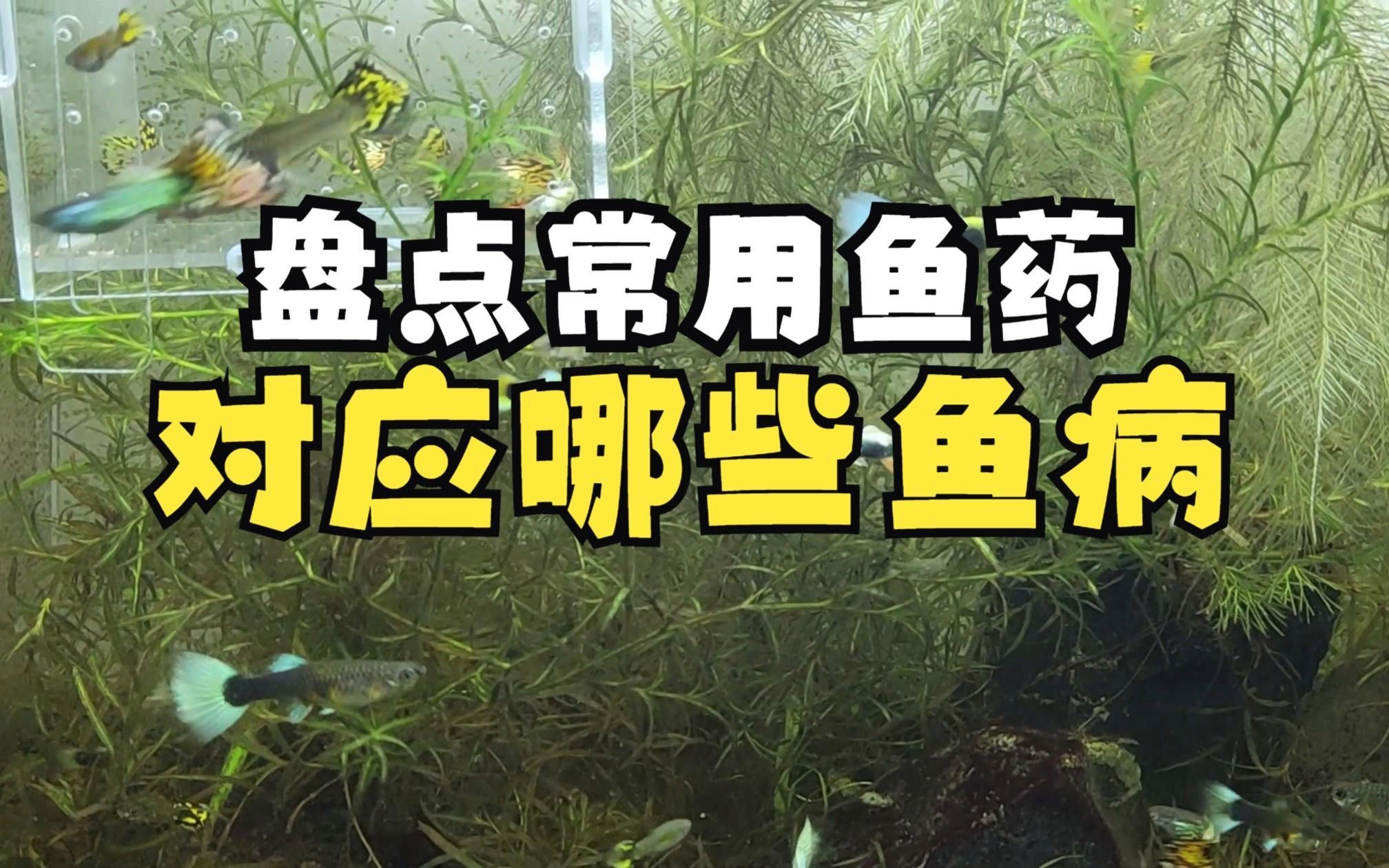 哪些藥物是養魚必備的，養魚必備藥物