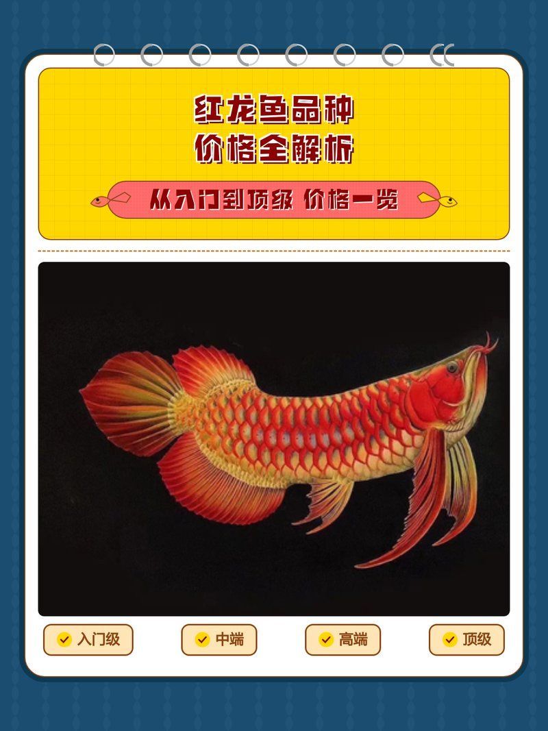 紅龍魚價格范圍是多少，紅龍魚價格指南 紅龍魚價格范圍是多少，紅龍魚價格指南 龍魚百科 第2張