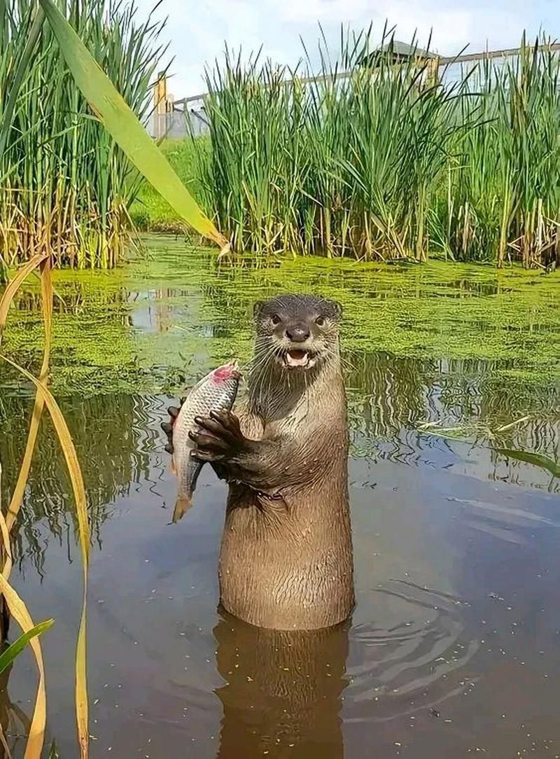 鱖魚有哪些常見的天敵，鋒利口器可直接刺穿幼魚水魚體壁，鱖魚天敵主要威脅 鱖魚有哪些常見的天敵，鋒利口器可直接刺穿幼魚水魚體壁，鱖魚天敵主要威脅 龍魚百科 第3張
