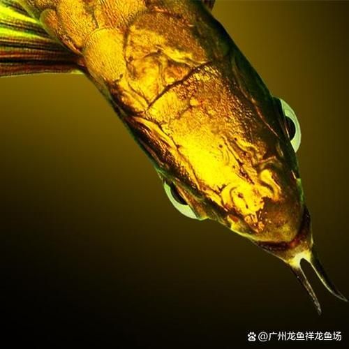有哪些著名的龍魚漁場?,世界著名的龍魚漁場 龍魚百科 第4張 有哪些著名的龍魚漁場?,世界著名的龍魚漁場 有哪些著名的龍魚漁場?,世界著名的龍魚漁場 龍魚百科 第4張