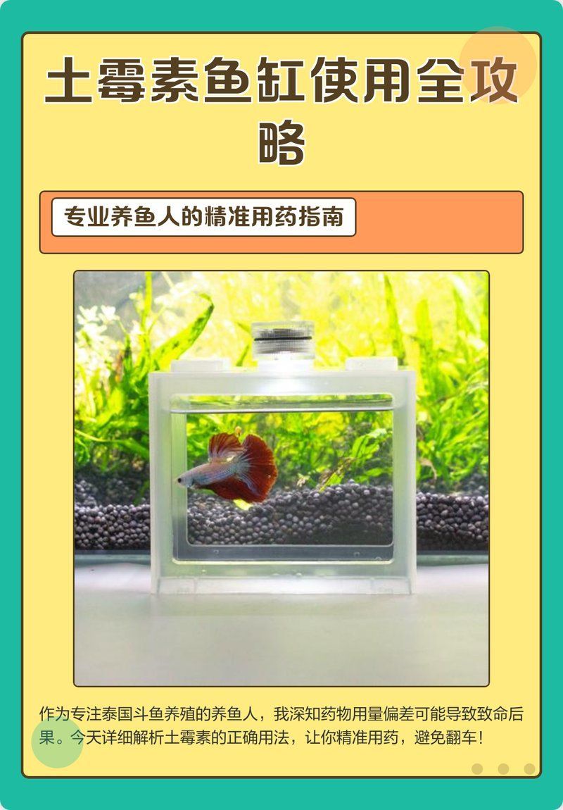 土霉素對(duì)哪些魚病最有效，土霉素對(duì)錦鯉有什么用這幾類魚病可以治 土霉素對(duì)哪些魚病最有效，土霉素對(duì)錦鯉有什么用這幾類魚病可以治 龍魚百科 第2張