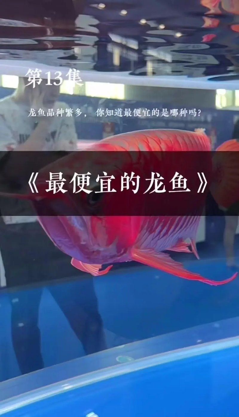 什么品種的龍魚最有價值？，龍魚品種大揭秘:哪種最招財 什么品種的龍魚最有價值？，龍魚品種大揭秘:哪種最招財 龍魚百科 第7張