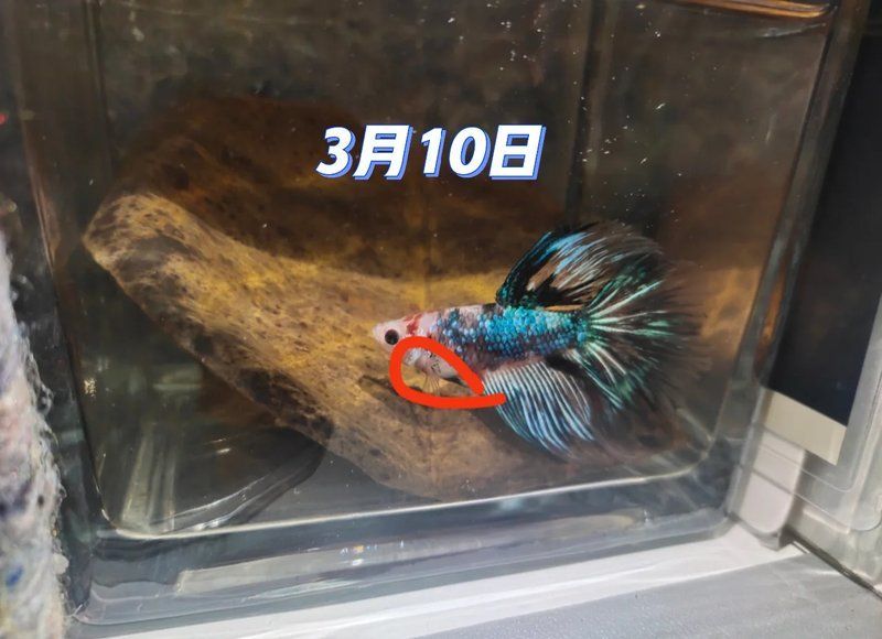魚(yú)腹水能完全治愈嗎 魚(yú)腹水能完全治愈嗎 龍魚(yú)百科 第2張