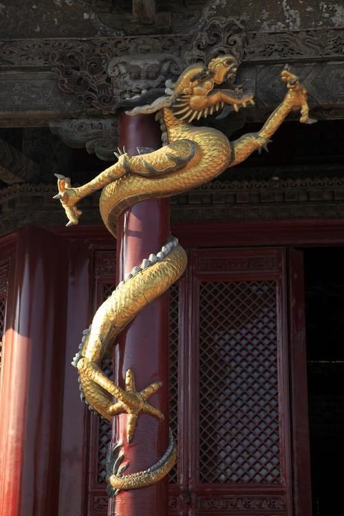 金頭金龍和古典金龍哪個更受歡迎 金頭金龍和古典金龍哪個更受歡迎 龍魚百科 第5張