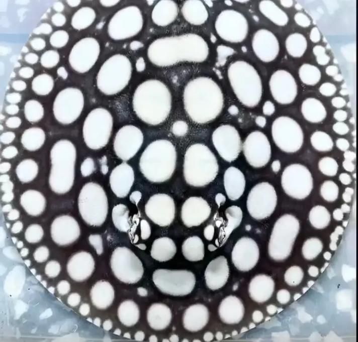 如何判斷白子黑帝王魟魚是否健康？，如何判斷白子黑帝王王魟魚是否健康？ 如何判斷白子黑帝王魟魚是否健康？，如何判斷白子黑帝王王魟魚是否健康？ 龍魚百科 第3張