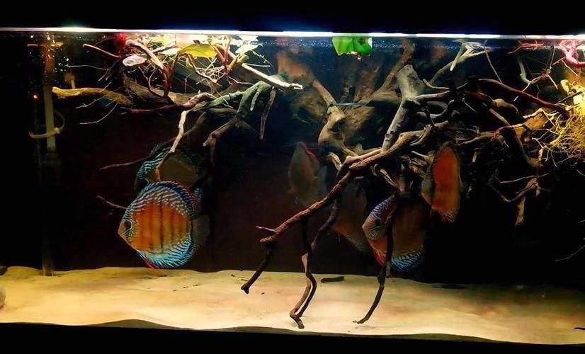 祥龍魚場還有哪些造景風格?,祥龍魚場的造景風格探索 龍魚百科 第15張 祥龍魚場還有哪些造景風格?,祥龍魚場的造景風格探索 祥龍魚場還有哪些造景風格?,祥龍魚場的造景風格探索 龍魚百科 第15張