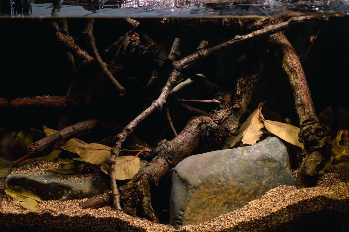 祥龍魚場還有哪些造景風格?,祥龍魚場的造景風格探索 龍魚百科 第17張 祥龍魚場還有哪些造景風格?,祥龍魚場的造景風格探索 祥龍魚場還有哪些造景風格?,祥龍魚場的造景風格探索 龍魚百科 第17張