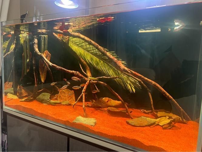 祥龍魚場還有哪些造景風格?,祥龍魚場的造景風格探索 龍魚百科 第13張 祥龍魚場還有哪些造景風格?,祥龍魚場的造景風格探索 祥龍魚場還有哪些造景風格?,祥龍魚場的造景風格探索 龍魚百科 第13張