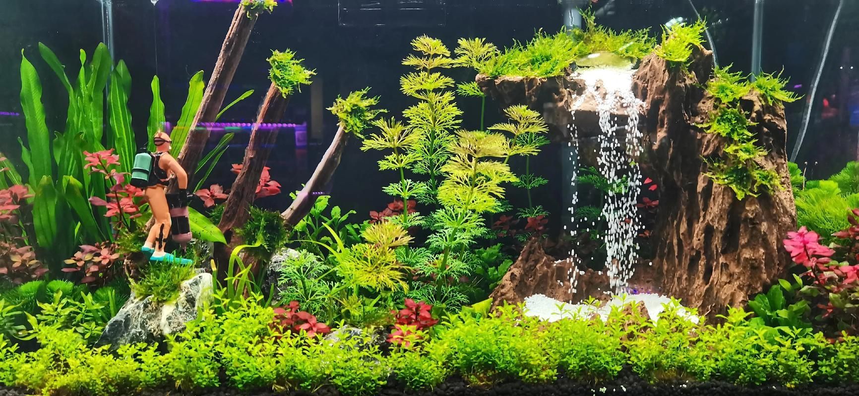 祥龍魚場還有哪些造景風格?,祥龍魚場的造景風格探索 龍魚百科 第6張 祥龍魚場還有哪些造景風格?,祥龍魚場的造景風格探索 祥龍魚場還有哪些造景風格?,祥龍魚場的造景風格探索 龍魚百科 第6張