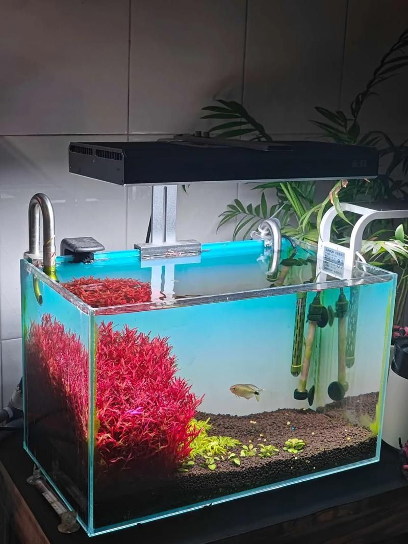 祥龍魚場還有哪些造景風格?,祥龍魚場的造景風格探索 龍魚百科 第8張 祥龍魚場還有哪些造景風格?,祥龍魚場的造景風格探索 祥龍魚場還有哪些造景風格?,祥龍魚場的造景風格探索 龍魚百科 第8張