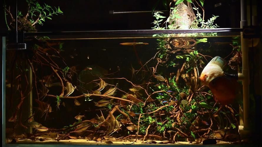 祥龍魚場還有哪些造景風格?,祥龍魚場的造景風格探索 龍魚百科 第12張 祥龍魚場還有哪些造景風格?,祥龍魚場的造景風格探索 祥龍魚場還有哪些造景風格?,祥龍魚場的造景風格探索 龍魚百科 第12張