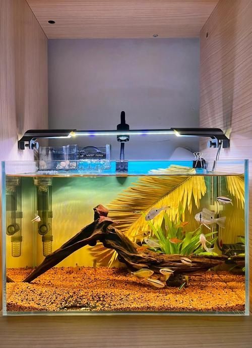 祥龍魚場還有哪些造景風格?,祥龍魚場的造景風格探索 龍魚百科 第16張 祥龍魚場還有哪些造景風格?,祥龍魚場的造景風格探索 祥龍魚場還有哪些造景風格?,祥龍魚場的造景風格探索 龍魚百科 第16張