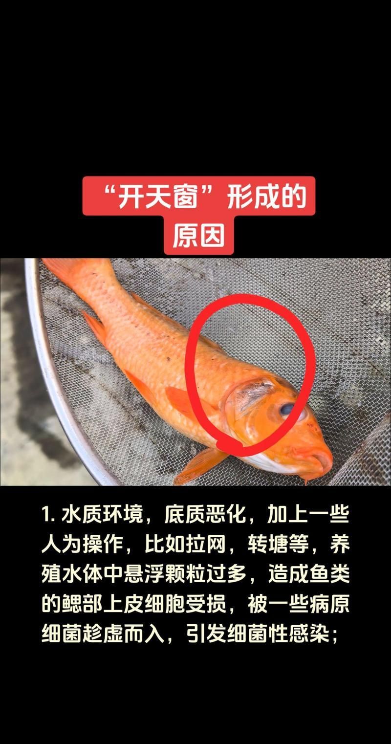 如何預防鰓蓋腐爛,孔雀魚發白腐爛能活多久案例判斷孔雀魚是否感染白點病 龍魚百科 第2張 如何預防鰓蓋腐爛,孔雀魚發白腐爛能活多久案例判斷孔雀魚是否感染白點病 如何預防鰓蓋腐爛,孔雀魚發白腐爛能活多久案例判斷孔雀魚是否感染白點病 龍魚百科 第2張