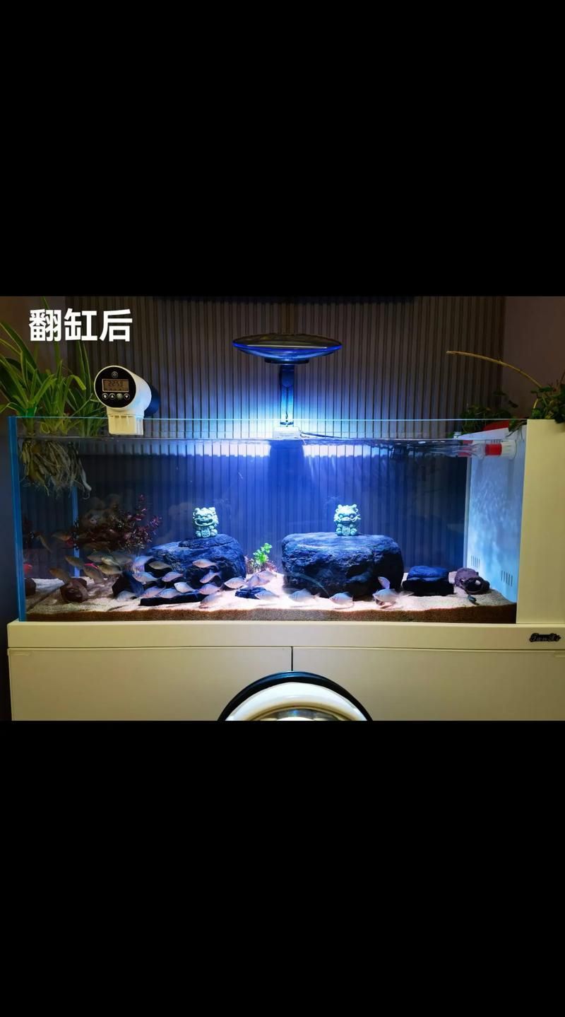 有哪些適合紅龍魚的造景方案，紅龍魚的造景技術 有哪些適合紅龍魚的造景方案，紅龍魚的造景技術 龍魚百科 第10張