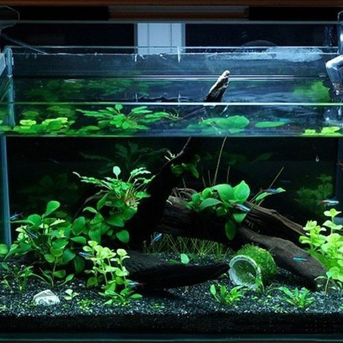 有哪些適合紅龍魚的造景方案，紅龍魚的造景技術 有哪些適合紅龍魚的造景方案，紅龍魚的造景技術 龍魚百科 第7張