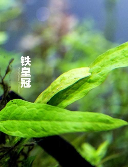 有哪些適合紅龍魚的造景方案，紅龍魚的造景技術 有哪些適合紅龍魚的造景方案，紅龍魚的造景技術 龍魚百科 第8張