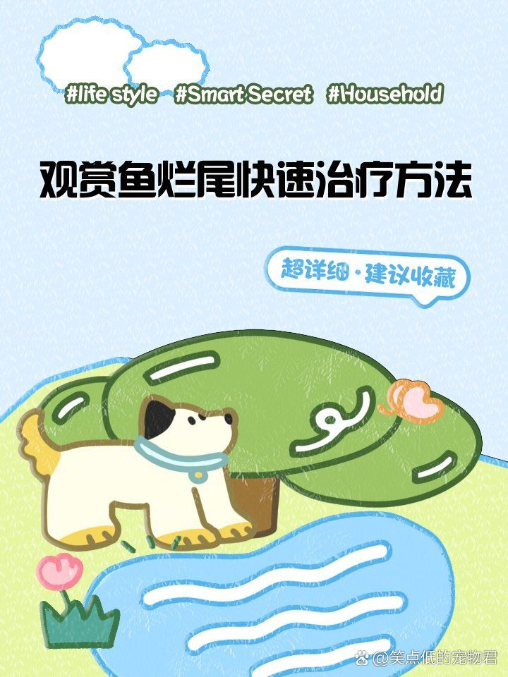 龍魚爛尾后如何恢復(fù)，松露巧克力電豹員觀賞魚爛尾原因及治療方法詳解 龍魚爛尾后如何恢復(fù)，松露巧克力電豹員觀賞魚爛尾原因及治療方法詳解 龍魚百科 第2張