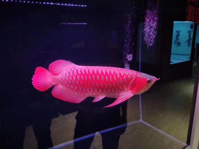祥龍魚(yú)場(chǎng)的高清圖片大全，祥龍魚(yú)場(chǎng)的高清圖片大全為顧客提供了一個(gè)全面而詳細(xì)的觀賞魚(yú)類信息平臺(tái) 祥龍魚(yú)場(chǎng)的高清圖片大全，祥龍魚(yú)場(chǎng)的高清圖片大全為顧客提供了一個(gè)全面而詳細(xì)的觀賞魚(yú)類信息平臺(tái) 龍魚(yú)百科 第5張