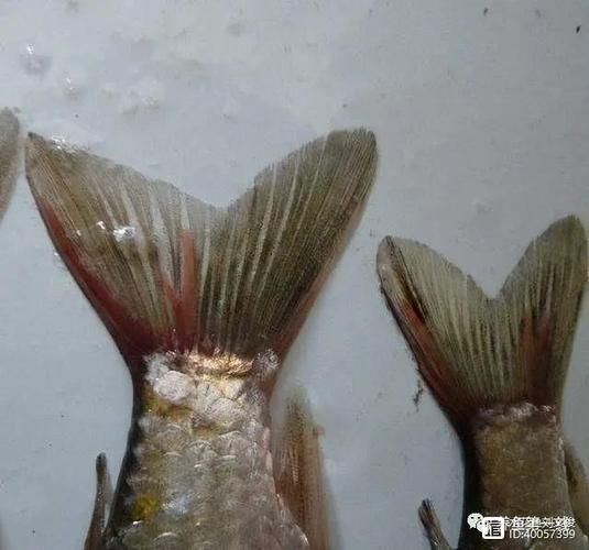 如何判斷魚是否感染了線蟲，arxiv論文助手arxiv論文arxiv論文助手