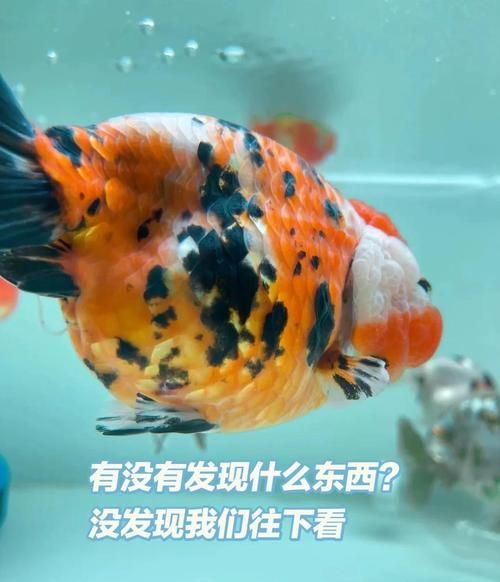 龍魚內(nèi)寄和外寄如何治療，龍魚內(nèi)寄與外寄生蟲治療實操流程 龍魚內(nèi)寄和外寄如何治療，龍魚內(nèi)寄與外寄生蟲治療實操流程 龍魚百科 第11張