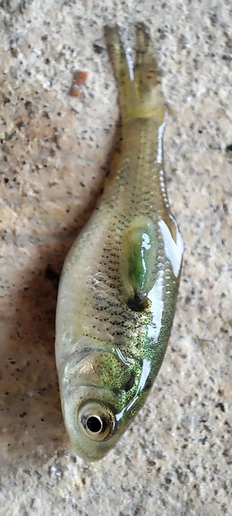 龍魚內(nèi)寄和外寄如何治療，龍魚內(nèi)寄與外寄生蟲治療實操流程 龍魚內(nèi)寄和外寄如何治療，龍魚內(nèi)寄與外寄生蟲治療實操流程 龍魚百科 第9張