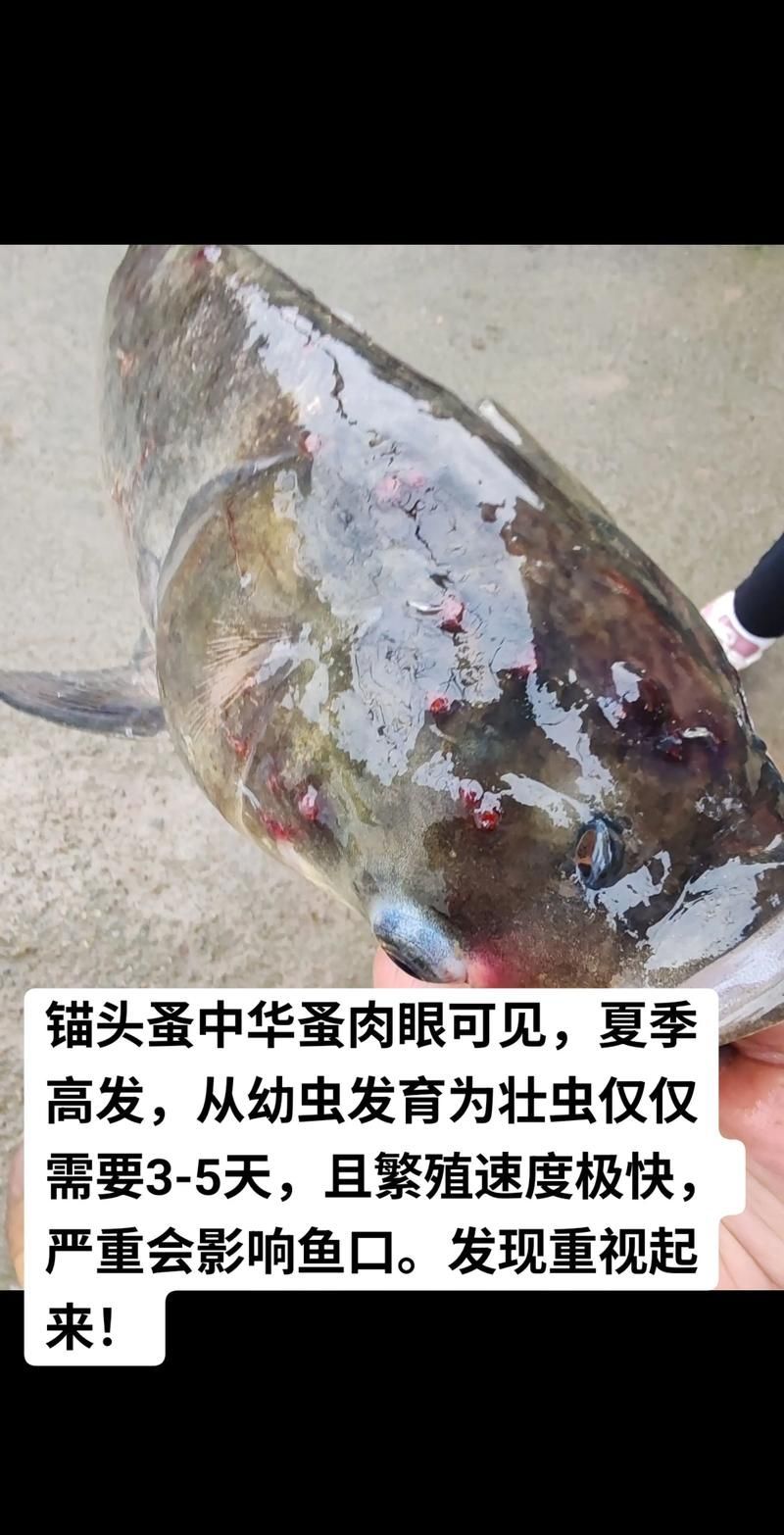 龍魚內(nèi)寄和外寄如何治療，龍魚內(nèi)寄與外寄生蟲治療實操流程 龍魚內(nèi)寄和外寄如何治療，龍魚內(nèi)寄與外寄生蟲治療實操流程 龍魚百科 第8張
