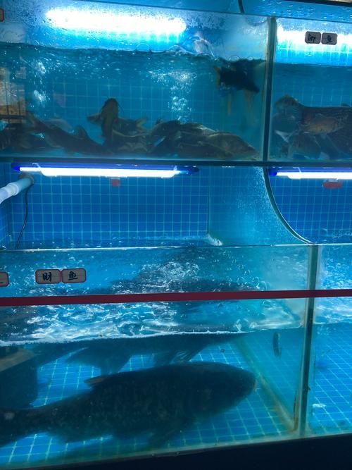 如何判斷一個龍魚漁場是否可靠？，如何判斷一個龍魚漁場可靠性？