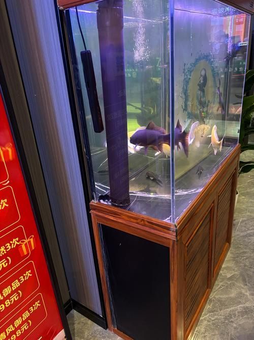 如何判斷一個龍魚漁場是否可靠？，如何判斷一個龍魚漁場可靠性？ 如何判斷一個龍魚漁場是否可靠？，如何判斷一個龍魚漁場可靠性？ 龍魚百科 第5張